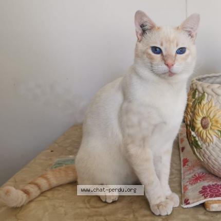 Foto 1/1 Cryss Chat perdido en Orleans