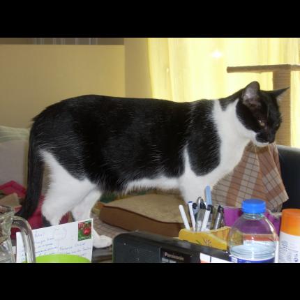 Foto 1/1 PIKI Chat perdido en Blanzat