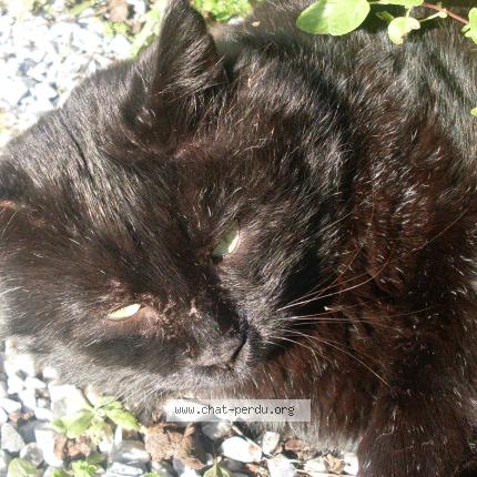 Foto 1/1 Minou Chat perdido en Chaillevette