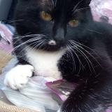 Foto del gato perdido en Labouheyre