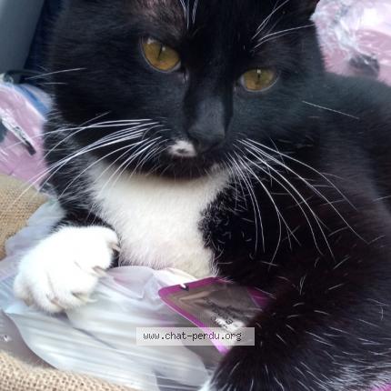 Foto 1/3 Choupa Chat perdido en Labouheyre