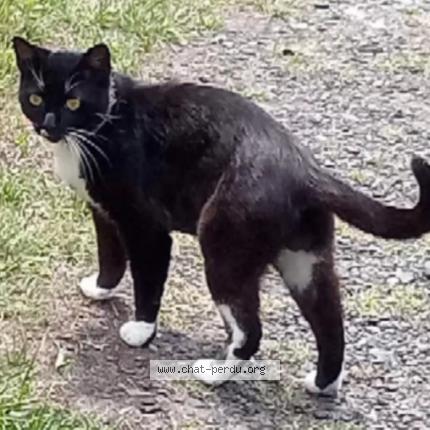 Foto 2/3 Choupa Chat perdido en Labouheyre