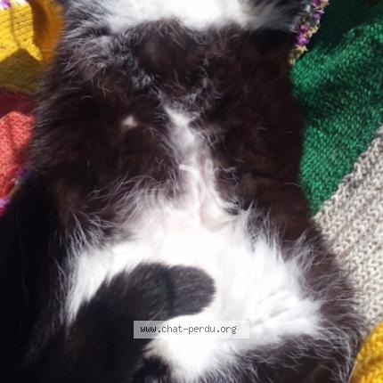 Foto 3/3 Choupa Chat perdido en Labouheyre