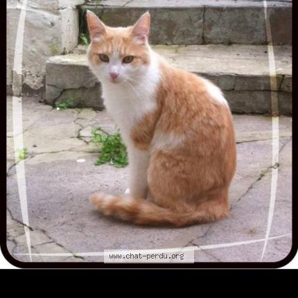 Foto 1/1 Soleil Chat perdido en Vaux et borset