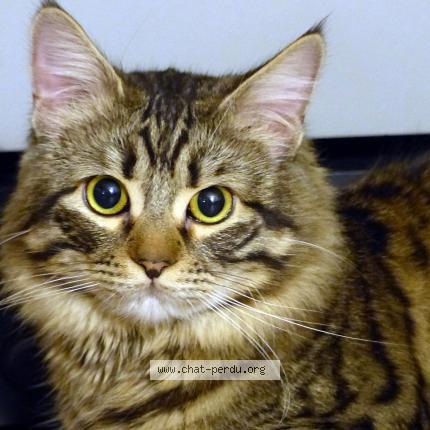 Foto 1/1 Hygri Chat perdido en Thuir