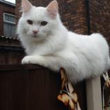Foto del gato perdido en Stockport Cheshire