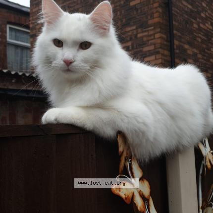 Foto 1/2 Casper Chat perdido en Stockport cheshire