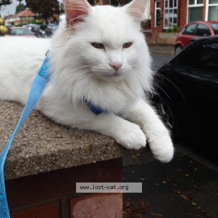 Foto 2/2 Casper Chat perdido en Stockport cheshire
