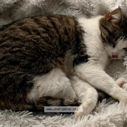 Foto 1/1 Plume Chat perdido en Seyssinet pariset