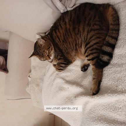 Foto 1/1 Graffiti Chat perdido en Brain sur authion