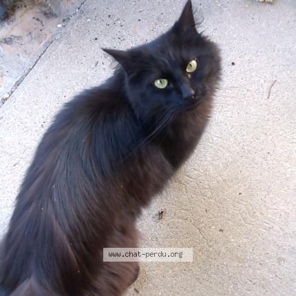 Foto 1/1 Ninou Chat perdido en Tain l hermitage
