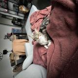 Foto del gato perdido en Beauzelle