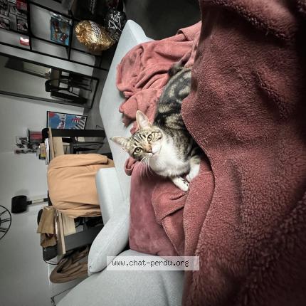 Foto 1/1 Yumi Chat perdido en Beauzelle