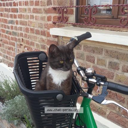 Foto 1/1 Chausssette Chat perdido en Amiens