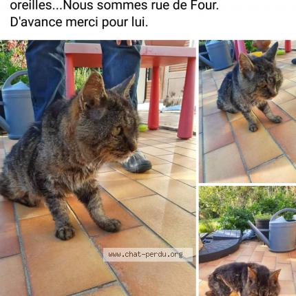 Foto 1/1 Gato encontrado Encontrado en Auvers sur oise