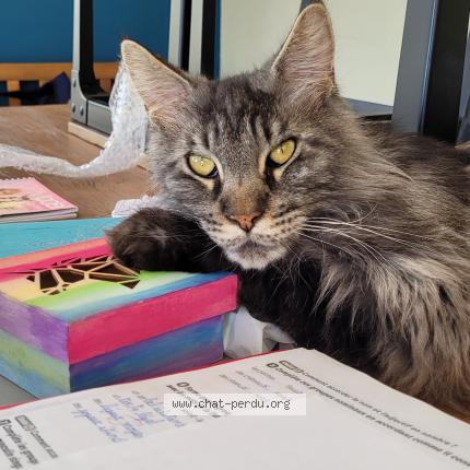 Foto 1/1 Marvin Chat perdido en Apprieu