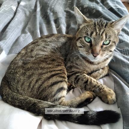 Foto 1/1 Rikiki Chat perdido en Montmorency