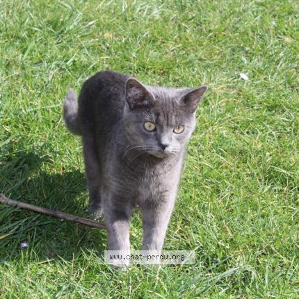 Foto 1/1 Gribouille Chat perdido en Goussainville