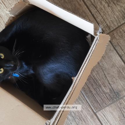 Foto 1/1 Merlin Chat perdido en Montblanc