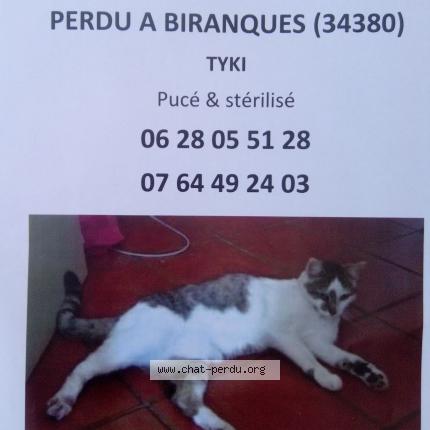 Foto 1/1 Tyki Chat perdido en Hameau de biranque