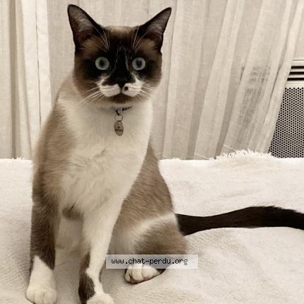 Foto 1/3 Izïa Chat perdido en Chaponnay