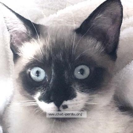 Foto 2/3 Izïa Chat perdido en Chaponnay