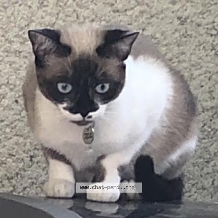 Foto 3/3 Izïa Chat perdido en Chaponnay