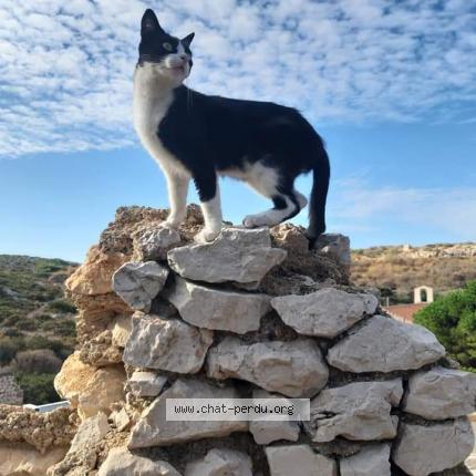 Foto 1/1 Felix Chat perdido en Marseille