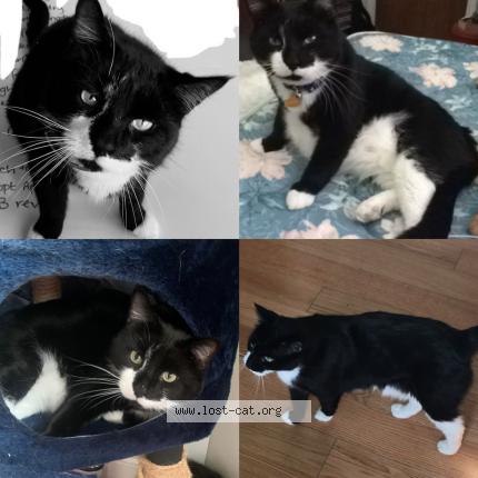 Foto 1/1 Loki Chat perdido en Leland