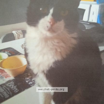 Foto 1/1 Chabi Chat perdido en La colle sur loup