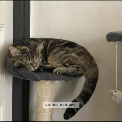 Foto 1/1 Patoune Chat perdido en Vayres