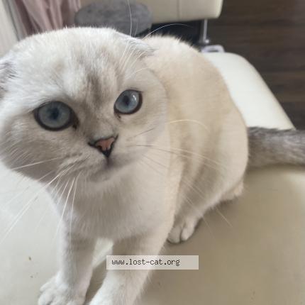 Foto 1/1 Gizmo Chat perdido en Cambridge