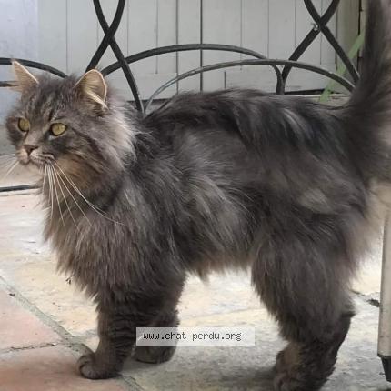 Foto 1/1 Gato encontrado Perdido en Lagraulet st nicolas