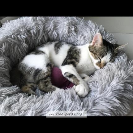 Foto 1/4 SISSI Chat perdido en Villeurbanne ferrandiere