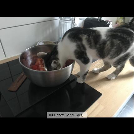 Foto 2/4 SISSI Chat perdido en Villeurbanne ferrandiere