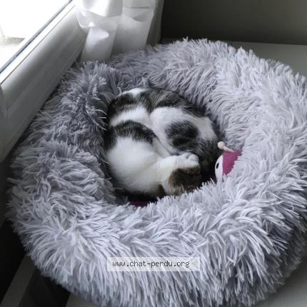 Foto 4/4 SISSI Chat perdido en Villeurbanne ferrandiere