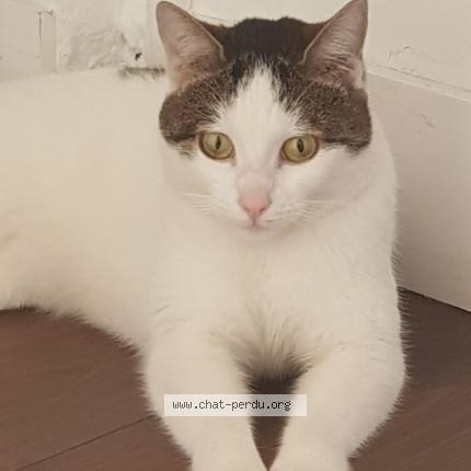 Foto 1/1 Nala Chat perdido en Vitry sur seine