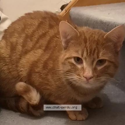 Foto 1/1 simba Chat perdido en Bruxelles