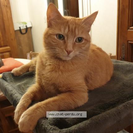 Foto 1/1 PEPSI Chat perdido en Grigny