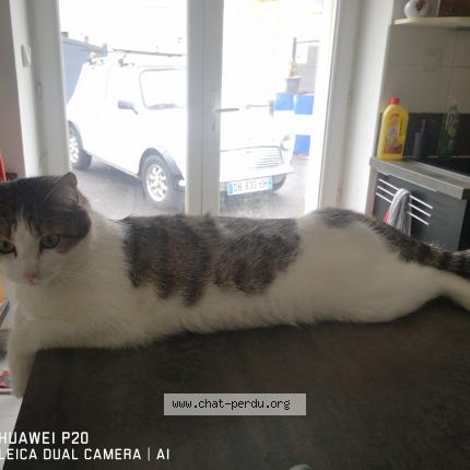 Foto 1/1 Fripouille Chat perdido en Quimperle