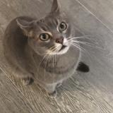 Foto del gato perdido en Allauch