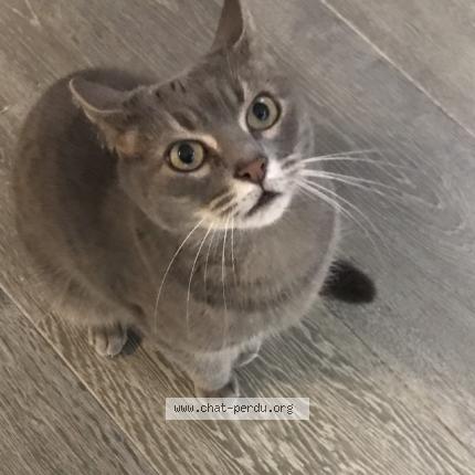 Foto 1/1 Luna Chat perdido en Allauch