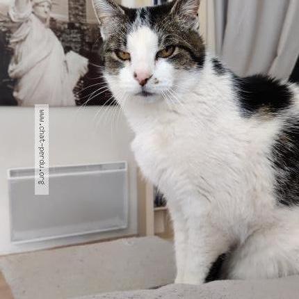 Foto 1/1 Luna Chat perdido en Cornillon confoux