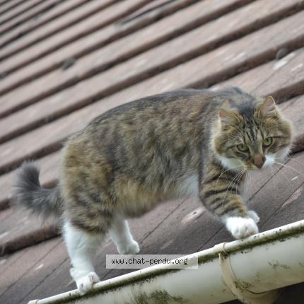 Foto 1/2 Mooko Chat perdido en Montbazon