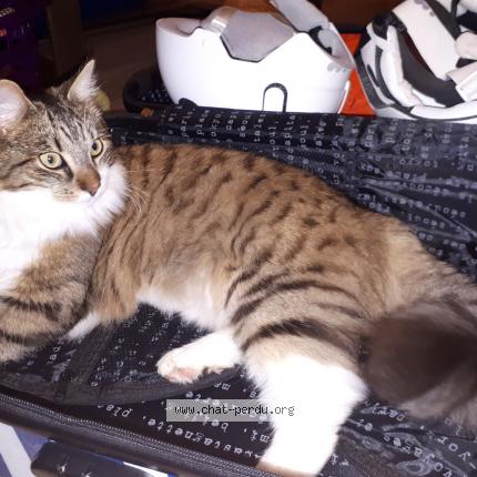 Foto 2/2 Mooko Chat perdido en Montbazon