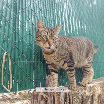 Foto 1/1 Marty Chat perdido en Montpellier