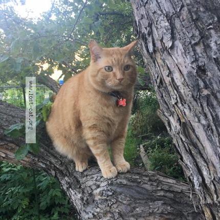 Foto 1/1 Miki Chat perdido en Calgary