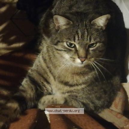 Foto 1/1 Nathalie JEANNE Chat perdido en Boujan sur libron