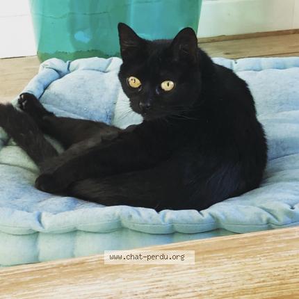 Foto 1/1 Mouche Chat perdido en Yermenonville