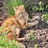 Foto del gato perdido en Mansfield